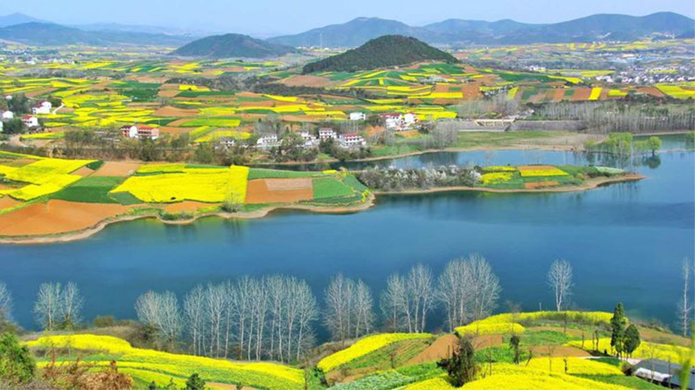漢中洋縣油菜花.jpg