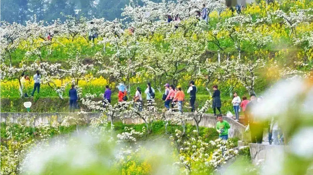 第十八屆永新梨花節(jié).jpg