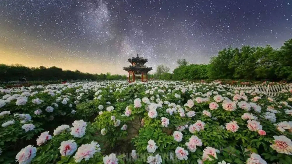 曹州牡丹園.jpg