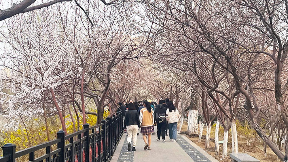 天津桃花堤上賞花.jpg
