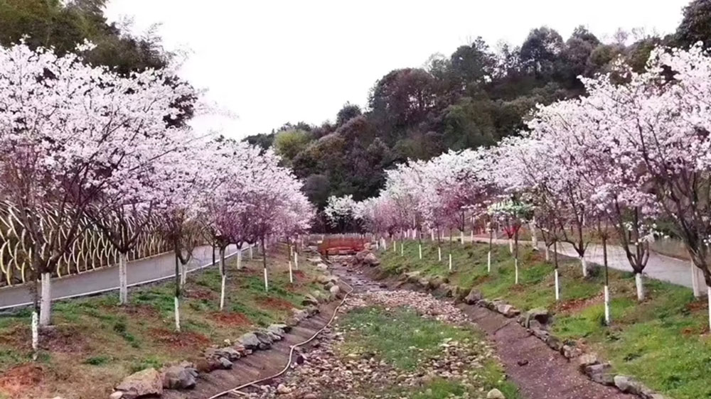 潯龍河櫻花谷盛開(kāi)的櫻花.jpg