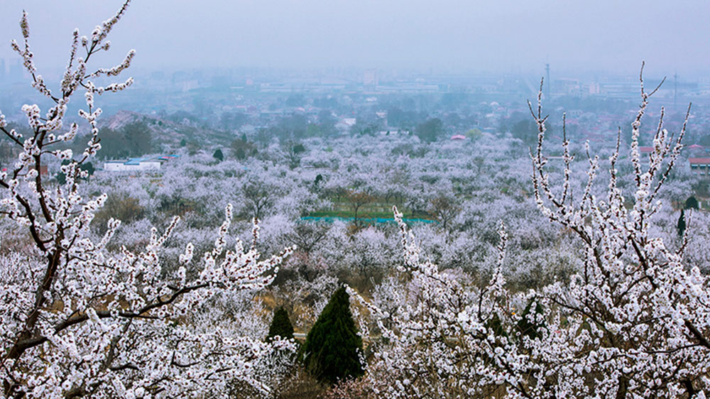 黃里景區(qū)杏花.jpg