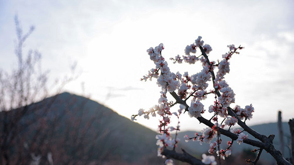 黃里風(fēng)景區(qū)杏花.jpg