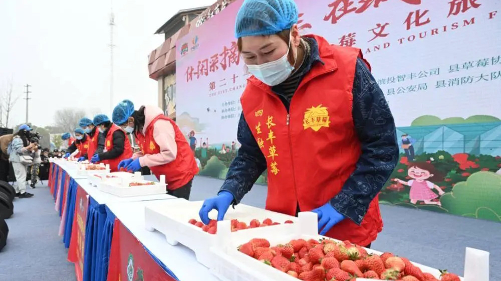 第二十一屆長(zhǎng)豐草莓文化旅游節(jié)現(xiàn)場(chǎng).jpg