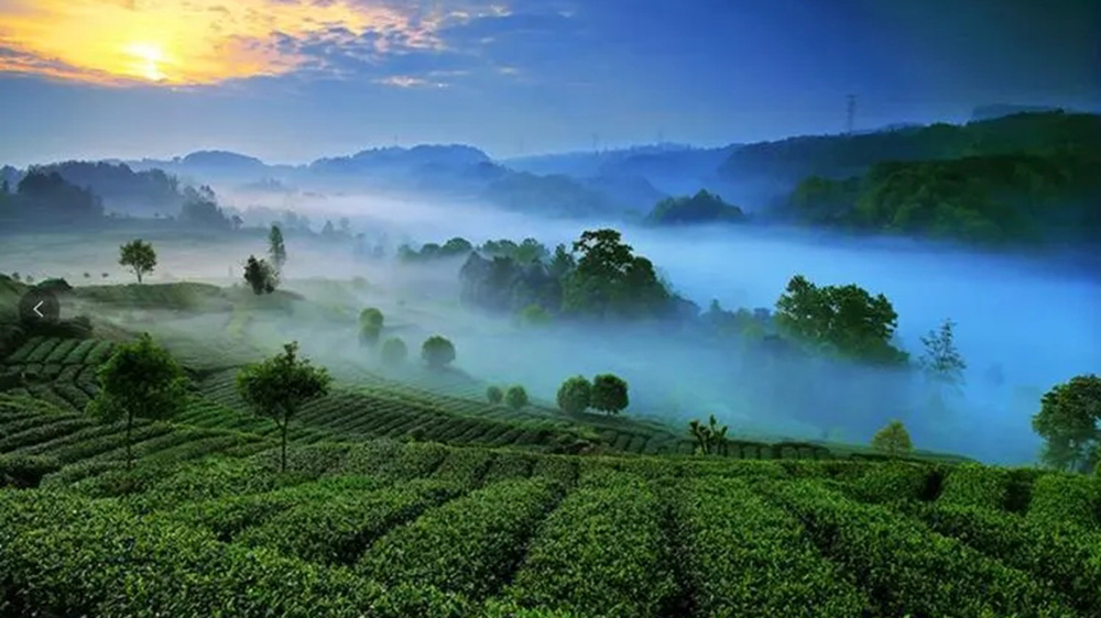 蒙頂山茶產業(yè)圖.jpg