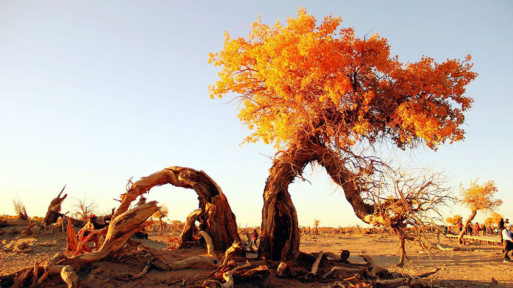 內(nèi)蒙古：文旅廳推出多項舉措，推動旅游業(yè)快速復(fù)蘇，不斷開創(chuàng)文化和旅游發(fā)展新局面！
