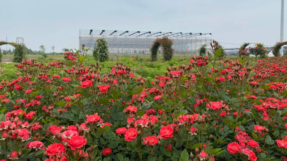 上海：青浦區(qū)首屆夏陽玫瑰文化旅游節(jié)即將舉行，進一步推動商文旅體農(nóng)聯(lián)動發(fā)展！